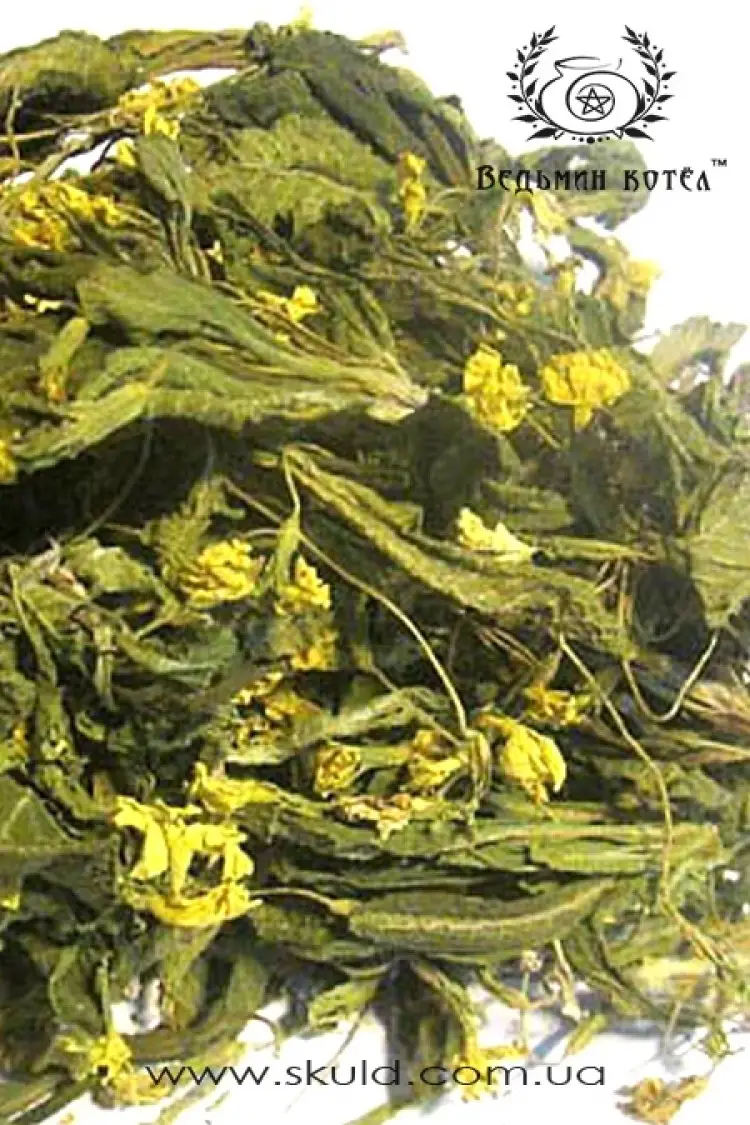 Примула (первоцвет)